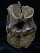 Edmontosaurus Dorsal Vertebra - Montana #12904-6